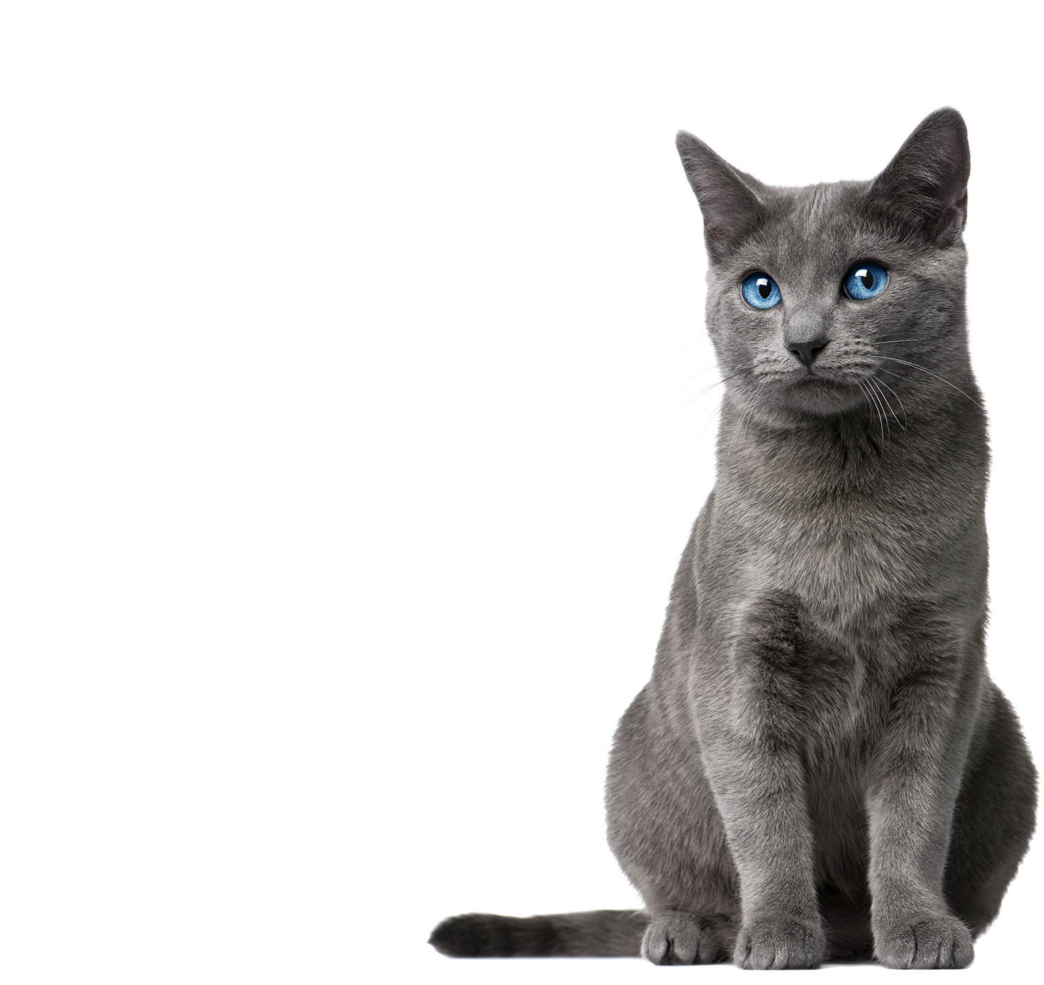 Russian blue cat